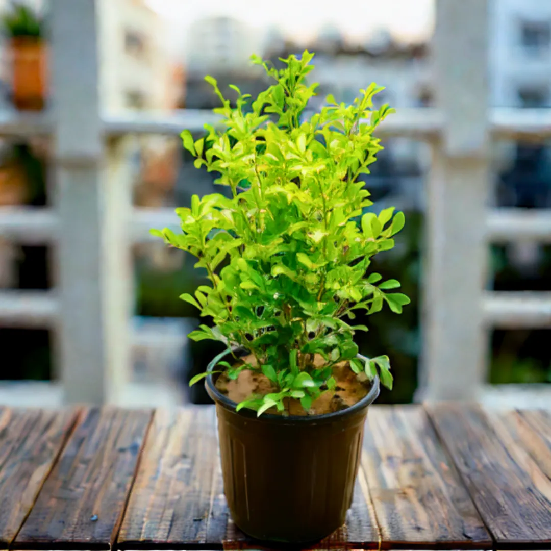 Madhu Kamini / Murraya (any colour) in 6 Inch Nursery Pot