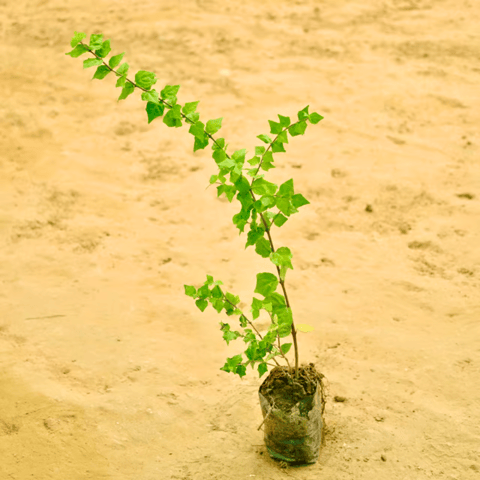 Kund Bel / Jasmine in 4 Inch Nursery bag