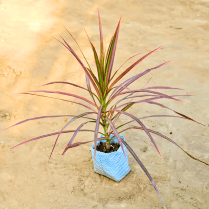 Dracaena Colorama in 4 Inch Nursery bag