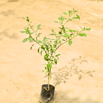 Green Chilli Plant in 4 Inch Nursery bag