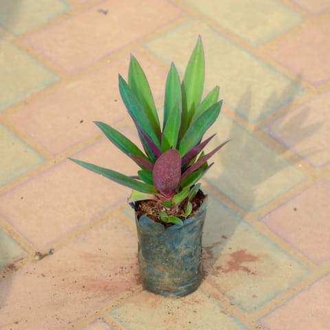 Rhoeo / Durangi in 4 Inch Nursery Bag