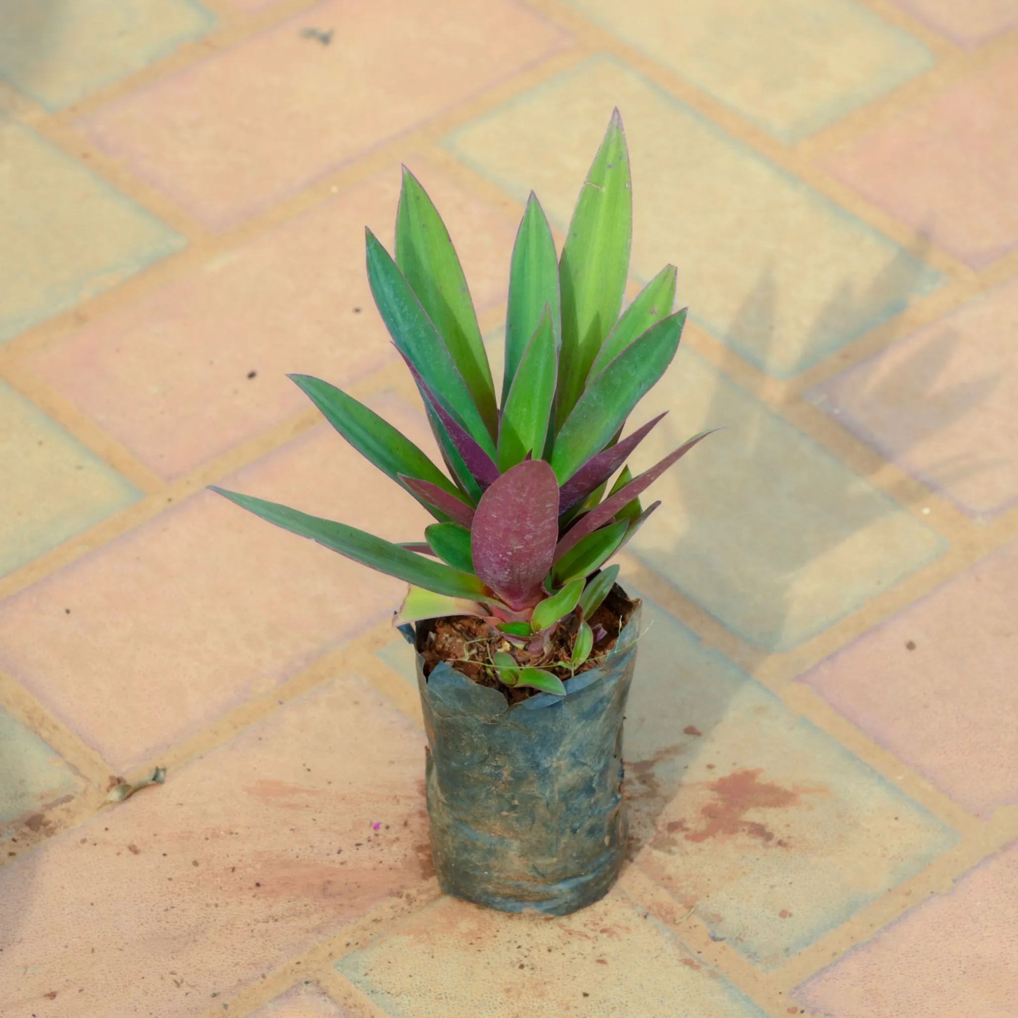 Rhoeo / Durangi in 4 Inch Nursery Bag