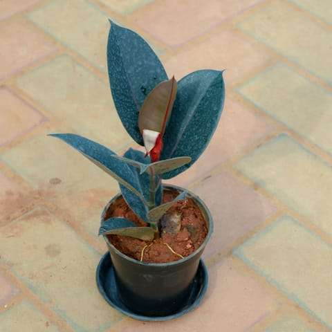 Rubber Black in 5 Inch Nursery Pot