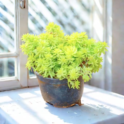 Sedum Yellow Succulent in 4 Inch Nursery Pot