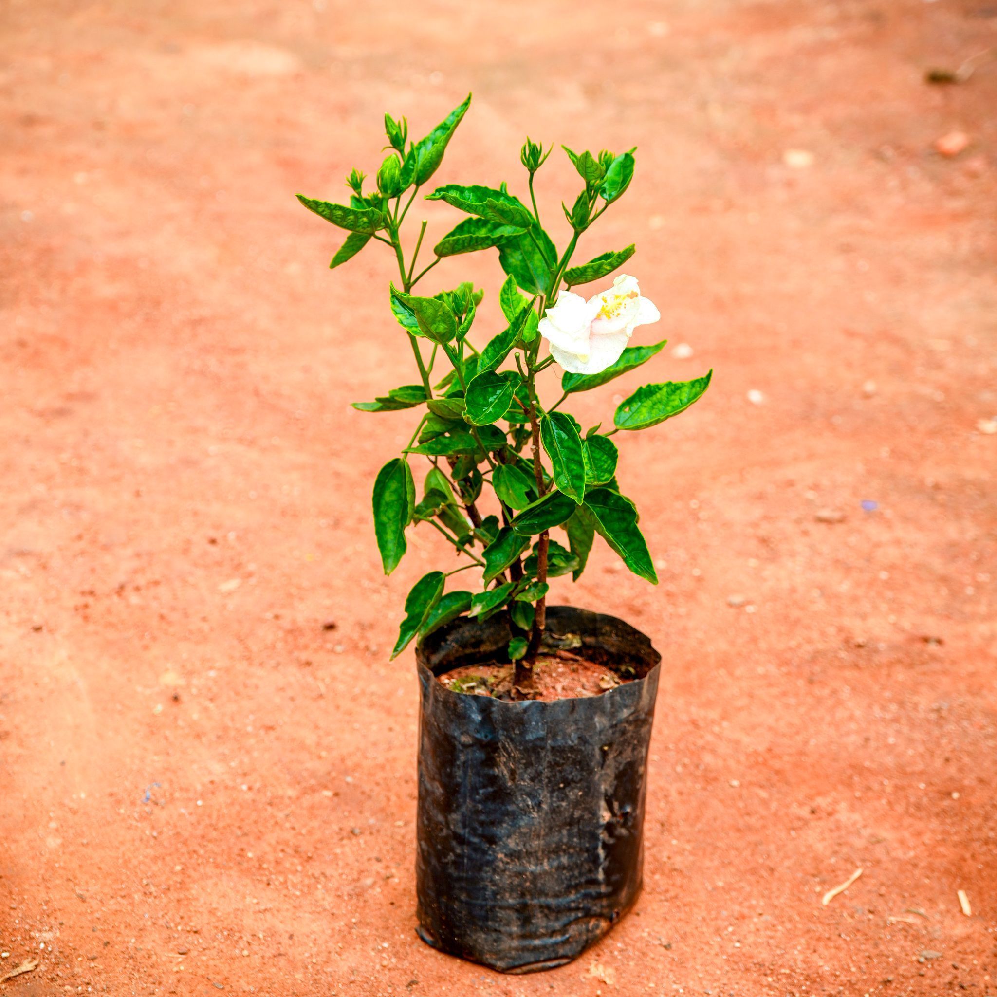 Hibiscus / Gudhal White in 4 Inch Nursery Bag