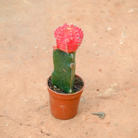 Moon Cactus Red in 3 Inch Nursery Pot