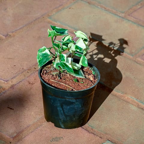 English Ivy Succulent in 4 Inch Nursery Pot