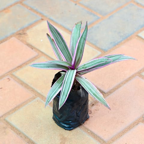 Rhoeo / Durangi Red in 4 Inch Nursery Bag