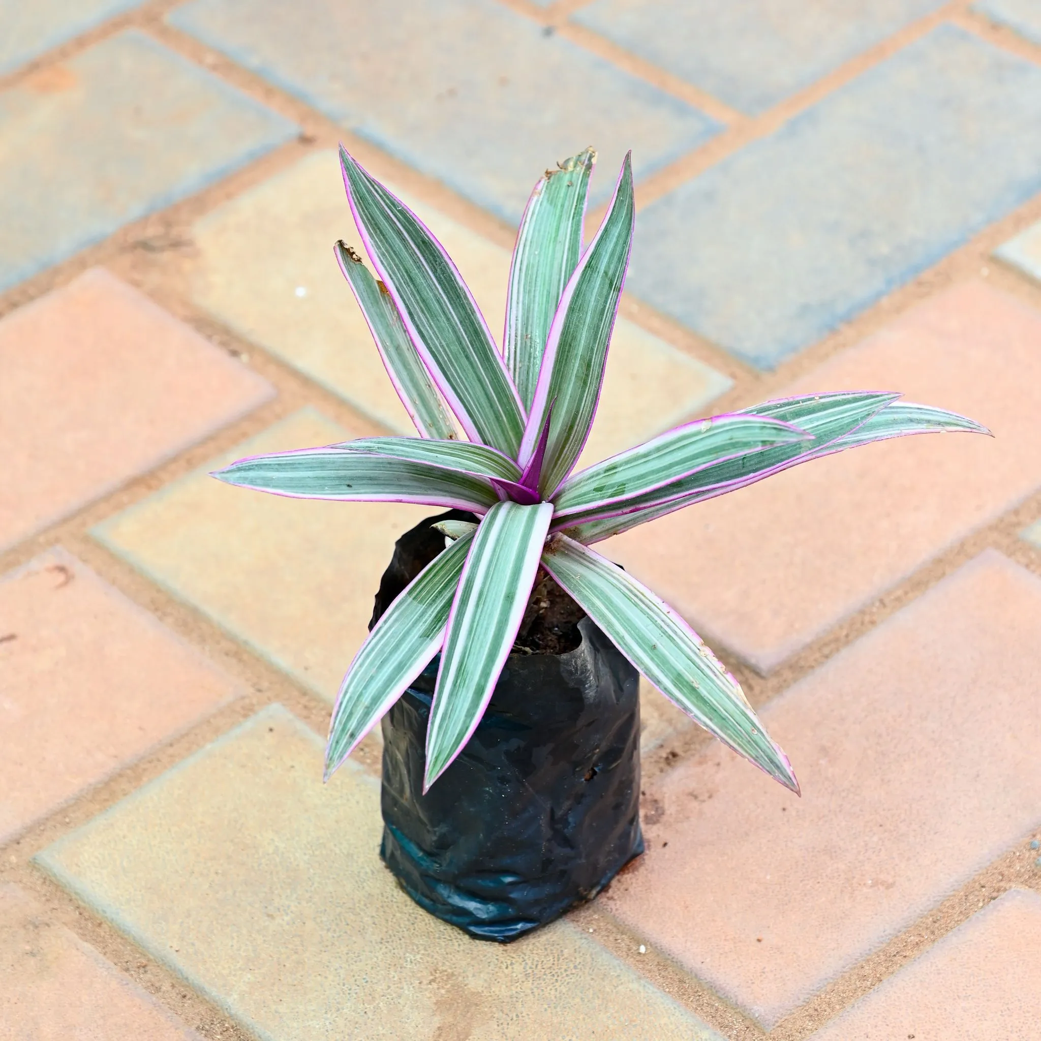 Rhoeo / Durangi Red in 4 Inch Nursery Bag