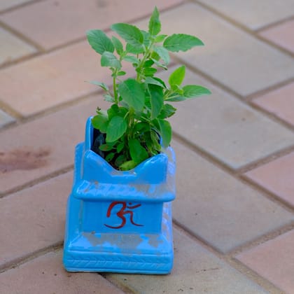 Holy Tulsi in 4 Inch Ceramic Pot