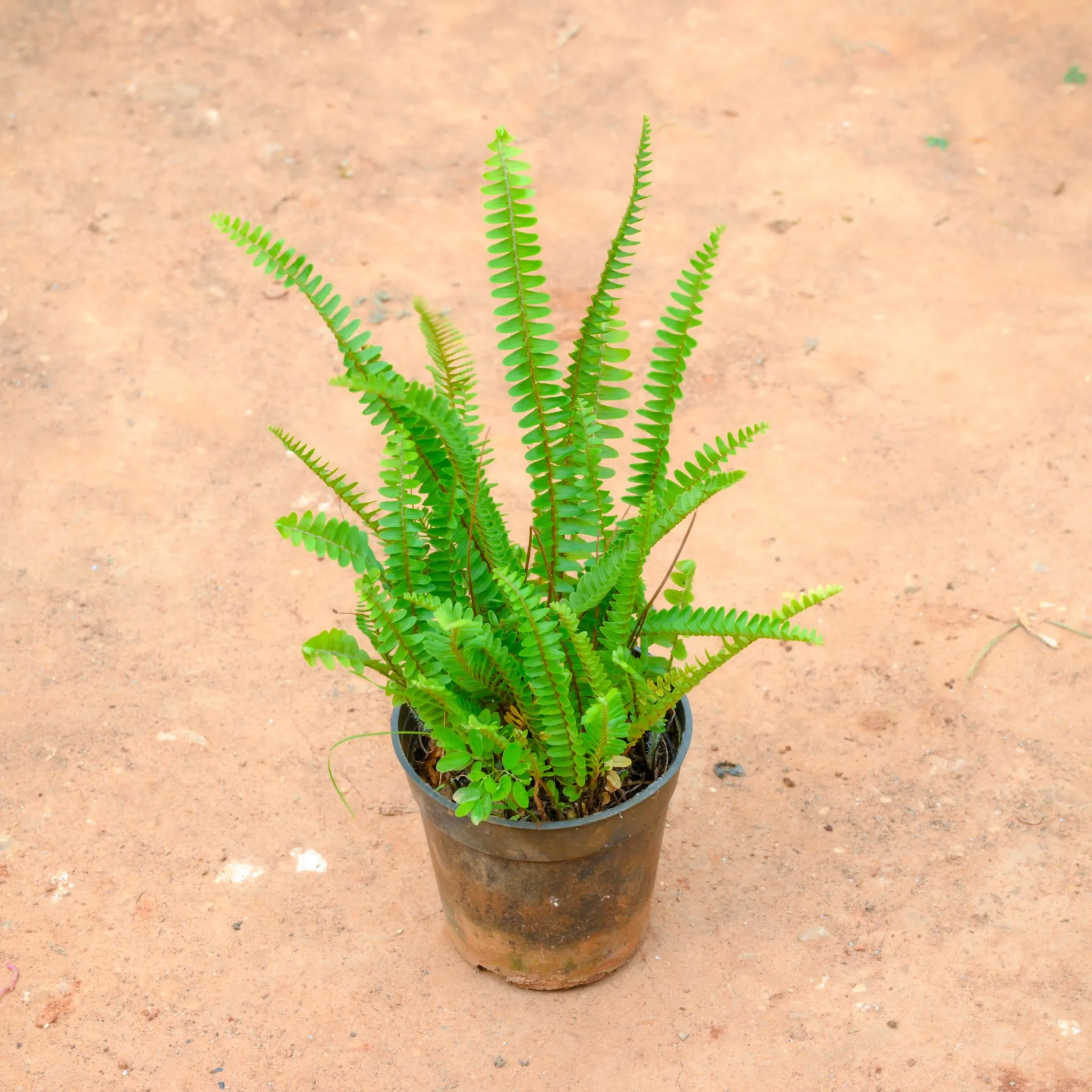 Boston Fern Plant in 4 Inch Nursery Pot