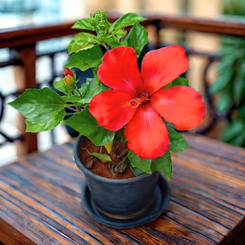Hibiscus / Gudhal Dwarf Red in 5 Inch Nursery Pot