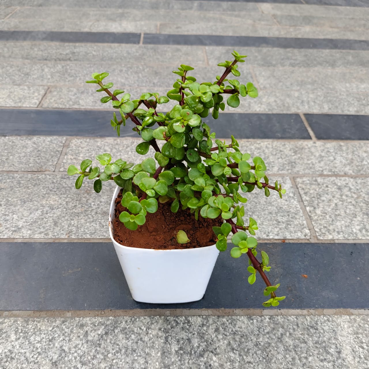 Jade in 4 Inch White Premium Square Plastic Pot