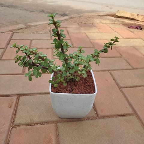 Jade in 4 Inch Elegant White Square Plastic Pot