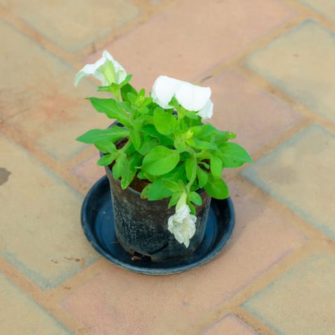 Petunia White in 4 Inch Nursery