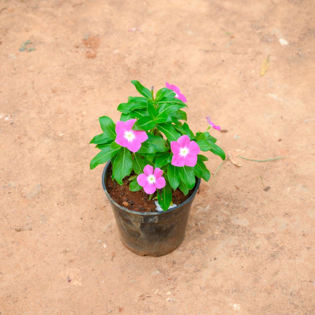 Periwinkle / Sadabahar / Vinca (Any Colour) in 4 Inch Nursery Pot Periwinkle / Sadabahar / Vinca (Any Colour) in 4 Inch Nursery Pot