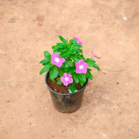 Periwinkle / Sadabahar / Vinca (Any Colour) in 4 Inch Nursery Pot