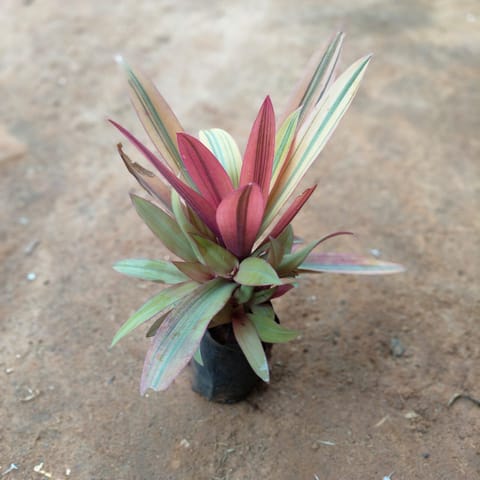 Rhoeo / Durangi in 4 Inch Nursery Bag