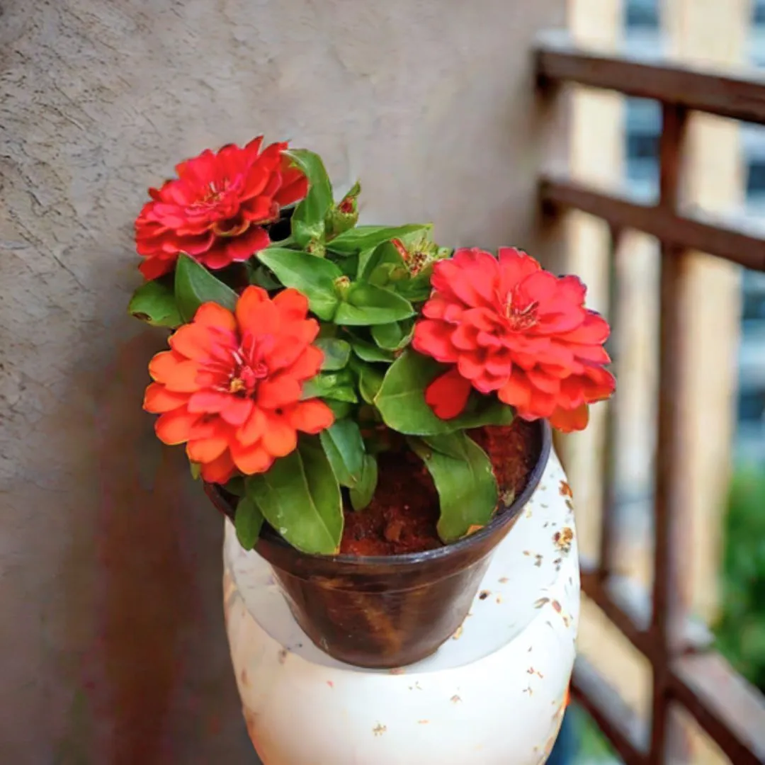 Zinnia (any colour ) in 5 Inch Nursery Pot