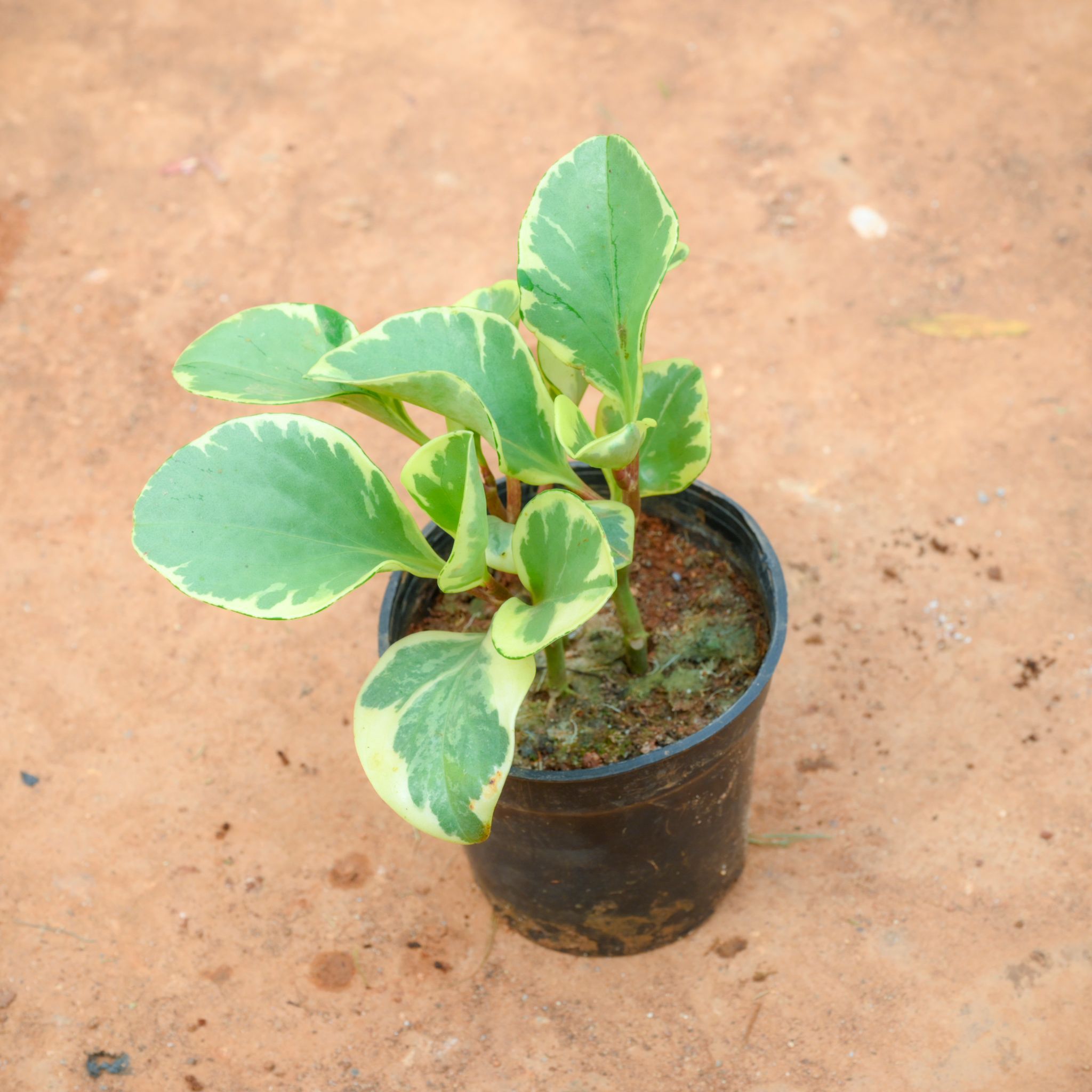 Peperomia / Radiator White Plant in 4 Inch Nursery Pot