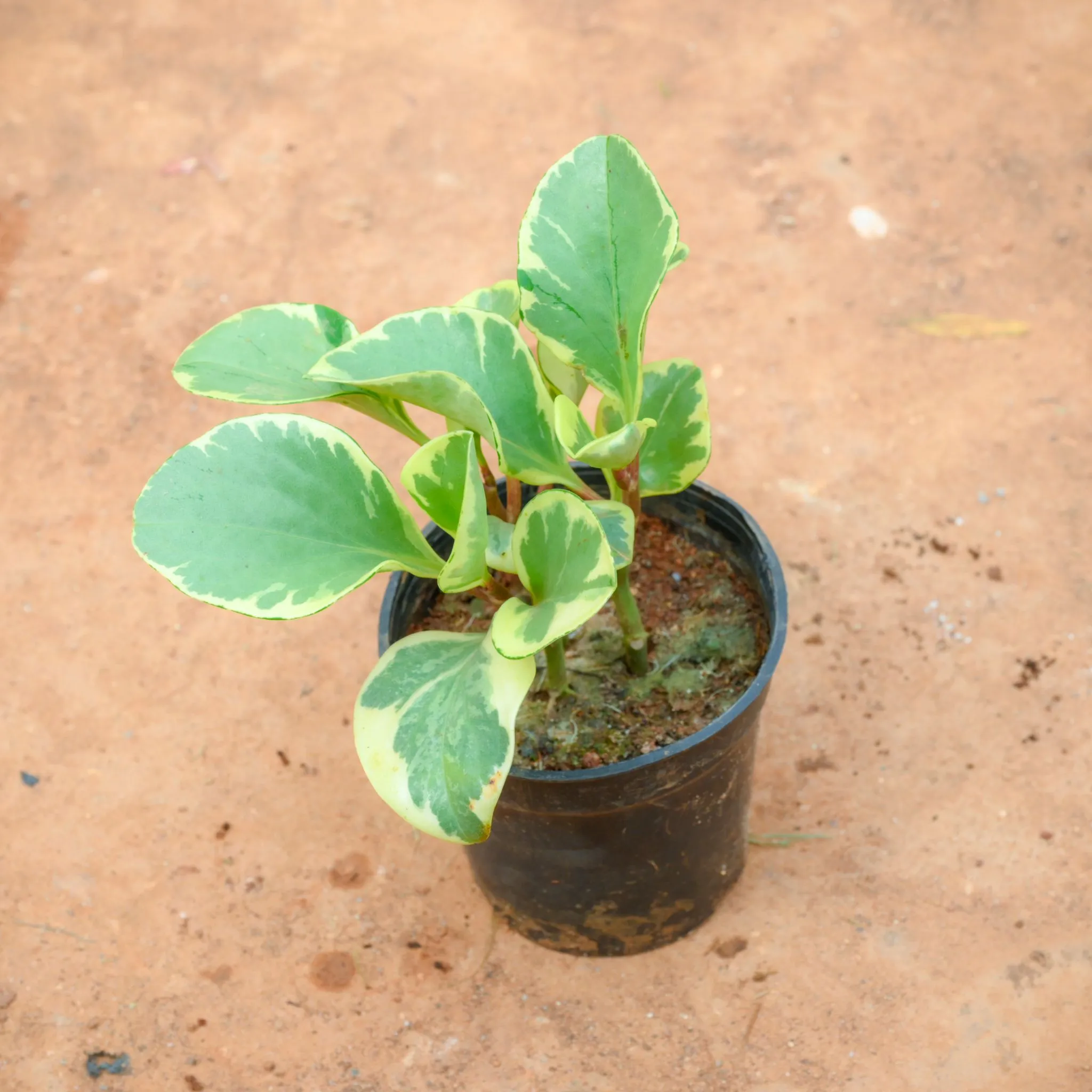 Peperomia / Radiator White Plant in 4 Inch Nursery Pot