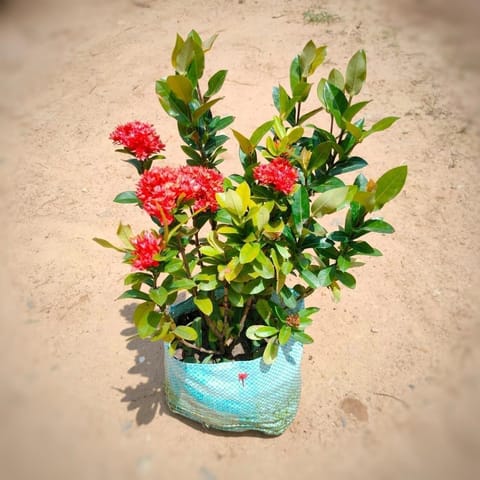Ixora Mini Red in 6 Inch Nursery Bag