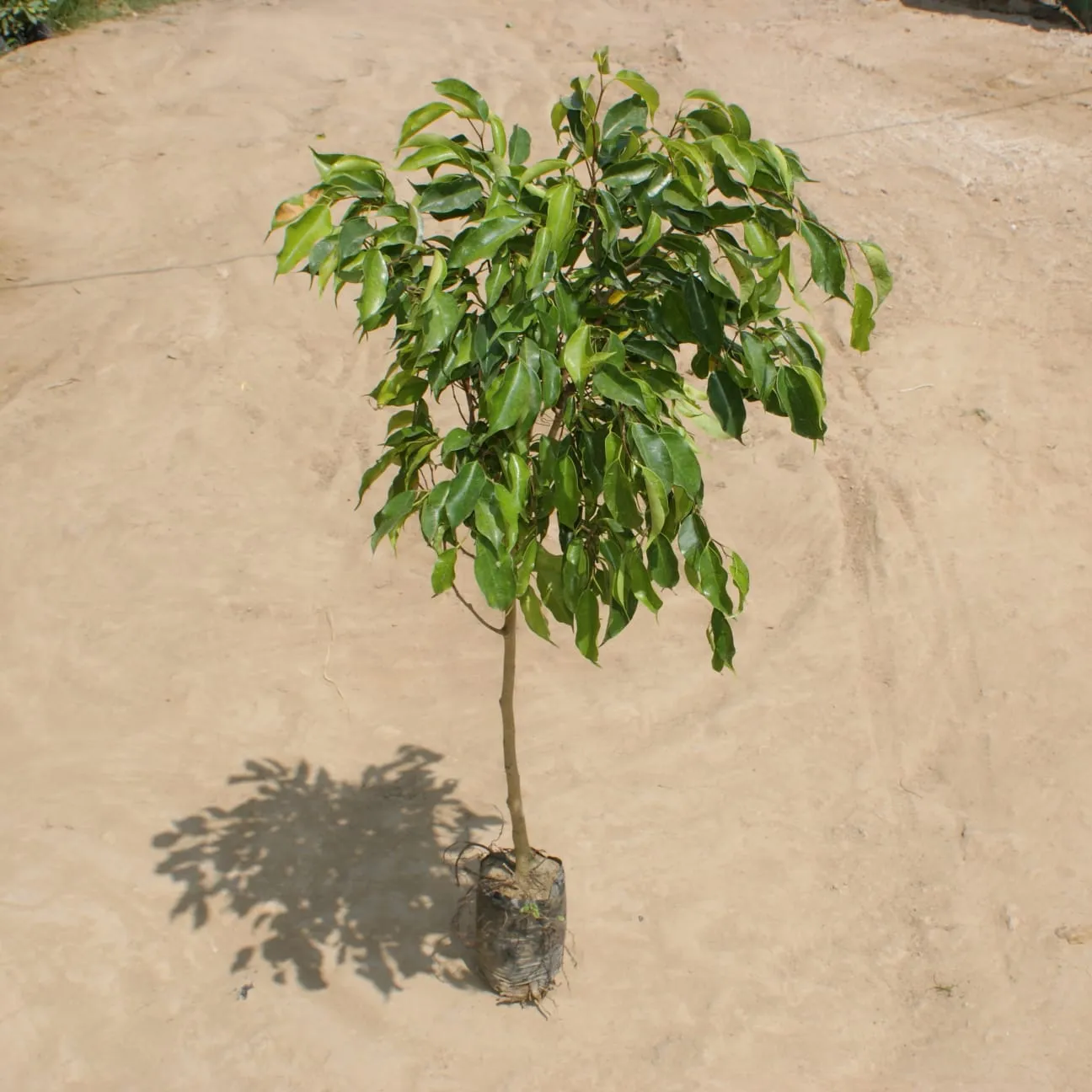 Ficus Benjamina (~ 3.5-4 ft.) in 5 Inch Nursery Bag
