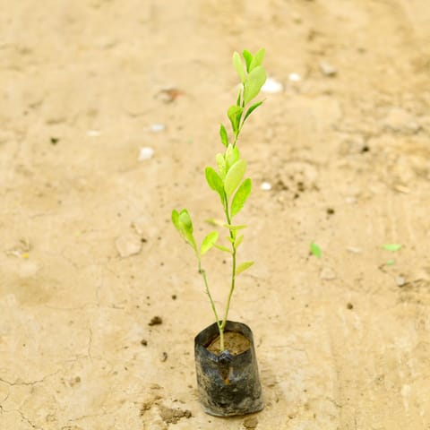 Lemon Plant (~ 1 Ft) in 4 Inch Nursery Bag