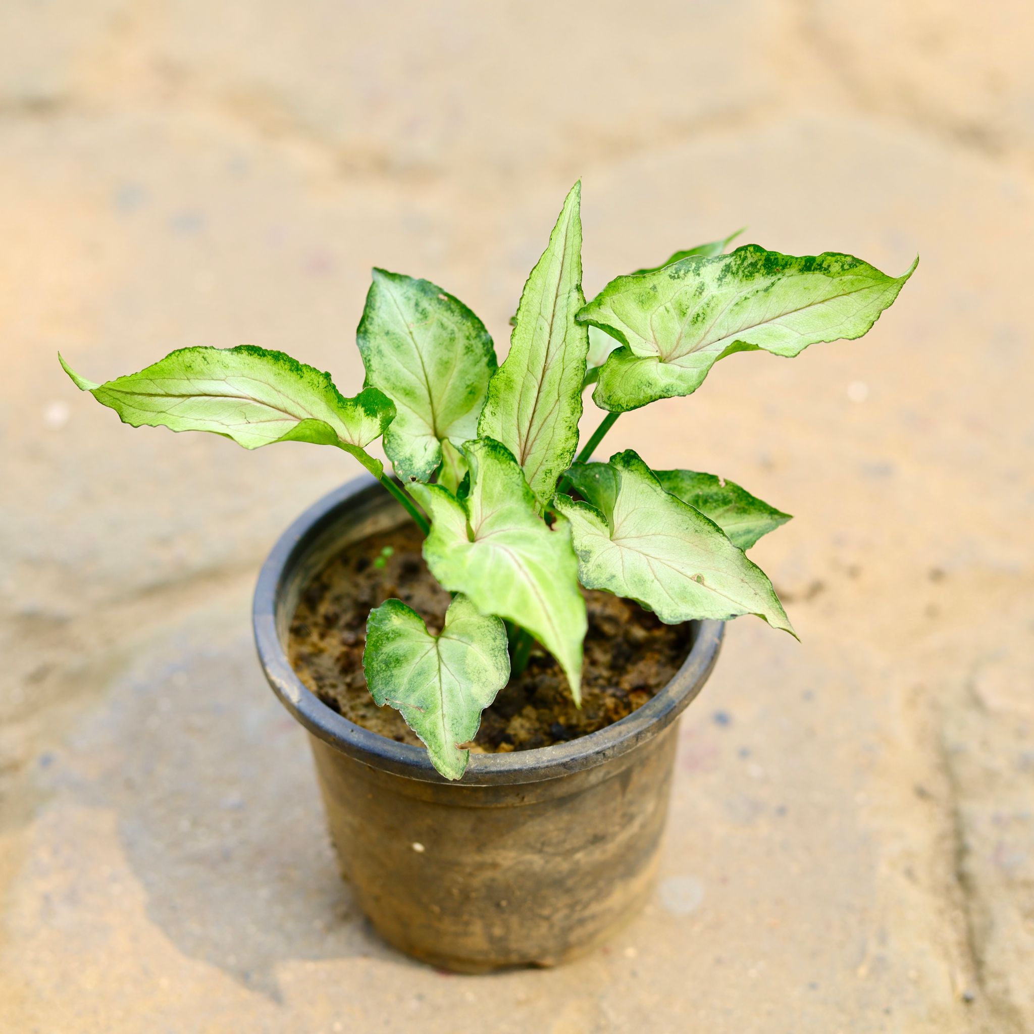 Syngonium Green White in 4 Inch Nursery Pot - Best Indoor Plant for Home