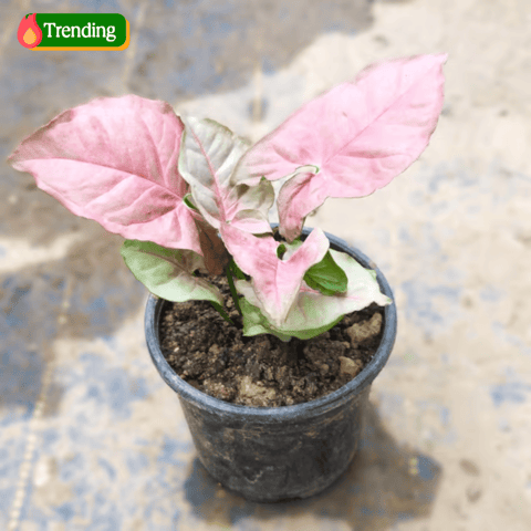Syngonium Pink in 3 Inch Nursery Pot