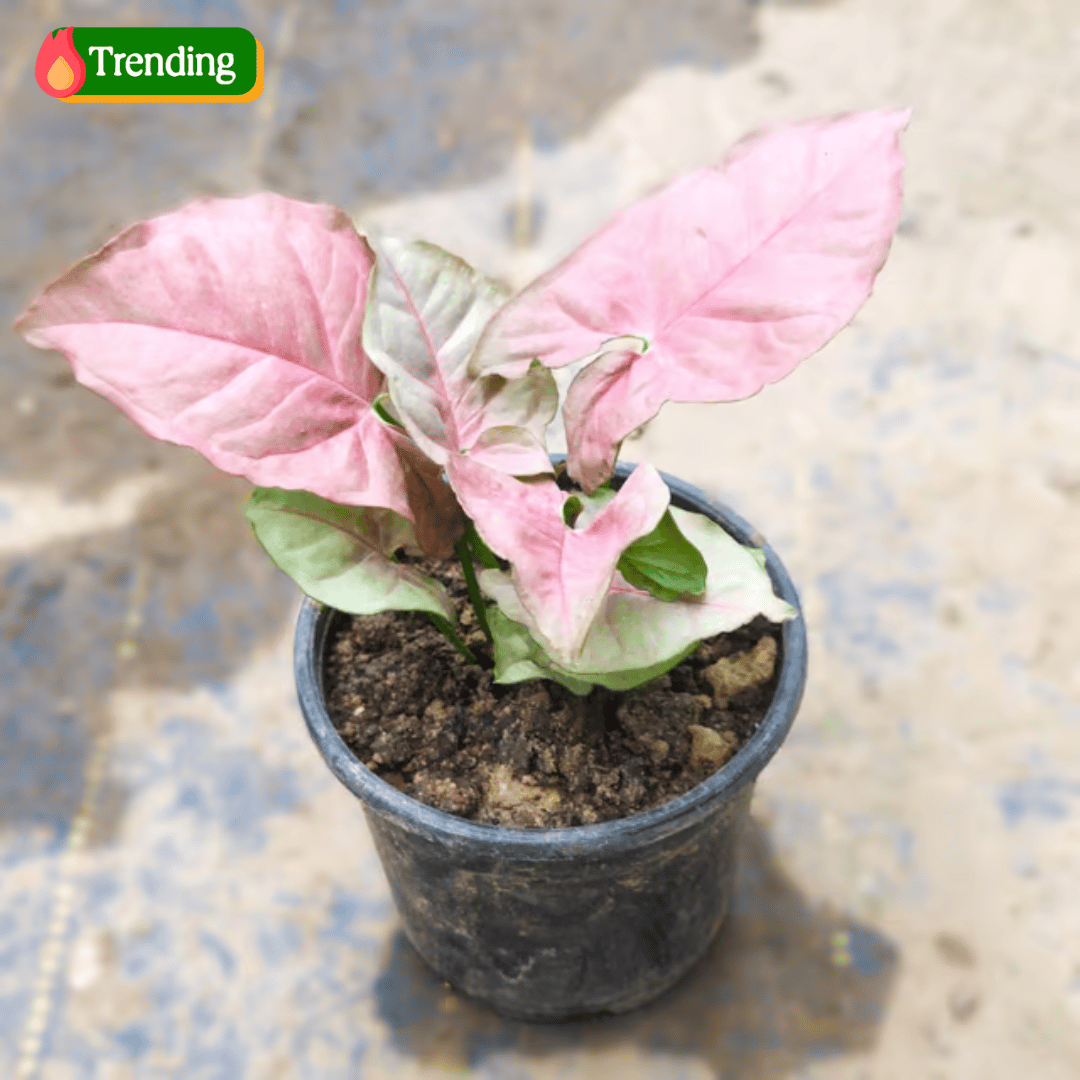 Syngonium Pink in 3 Inch Nursery Pot