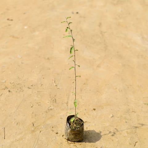 Amla in 4 Inch Nursery Bag