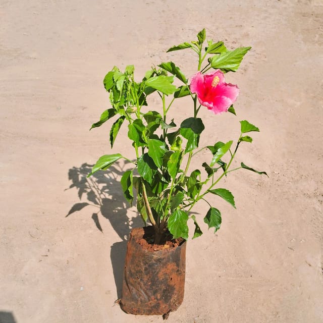 Hibiscus Dwarf Hybrid / Gudhal (any colour) in 7 Inch Nursery Bag