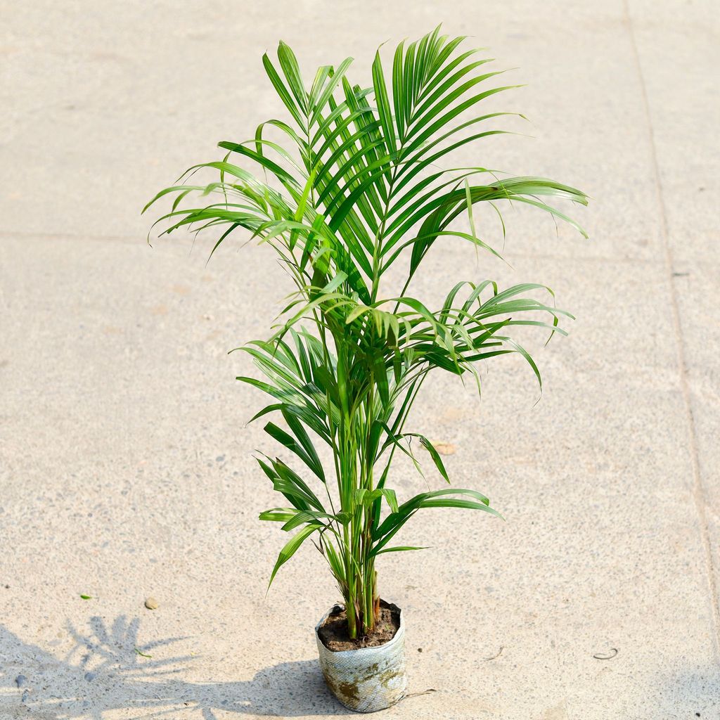 Buy Areca Palm in 4 Inch Nursery Bag Online | Urvann.com Areca Palm in 4 Inch Nursery Bag
