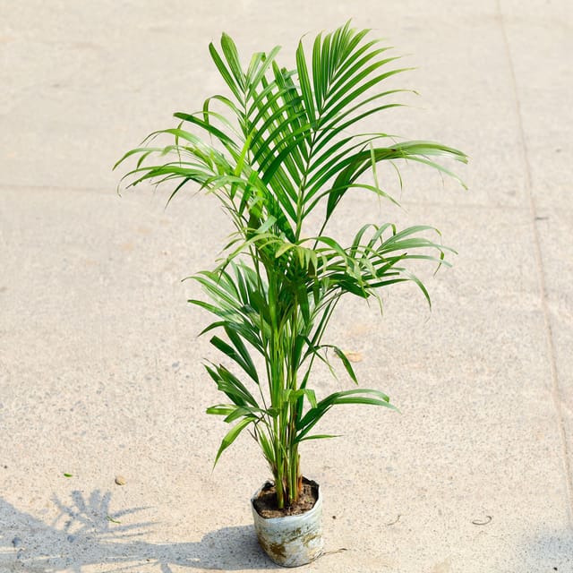 Areca Palm in 4 Inch Nursery Bag