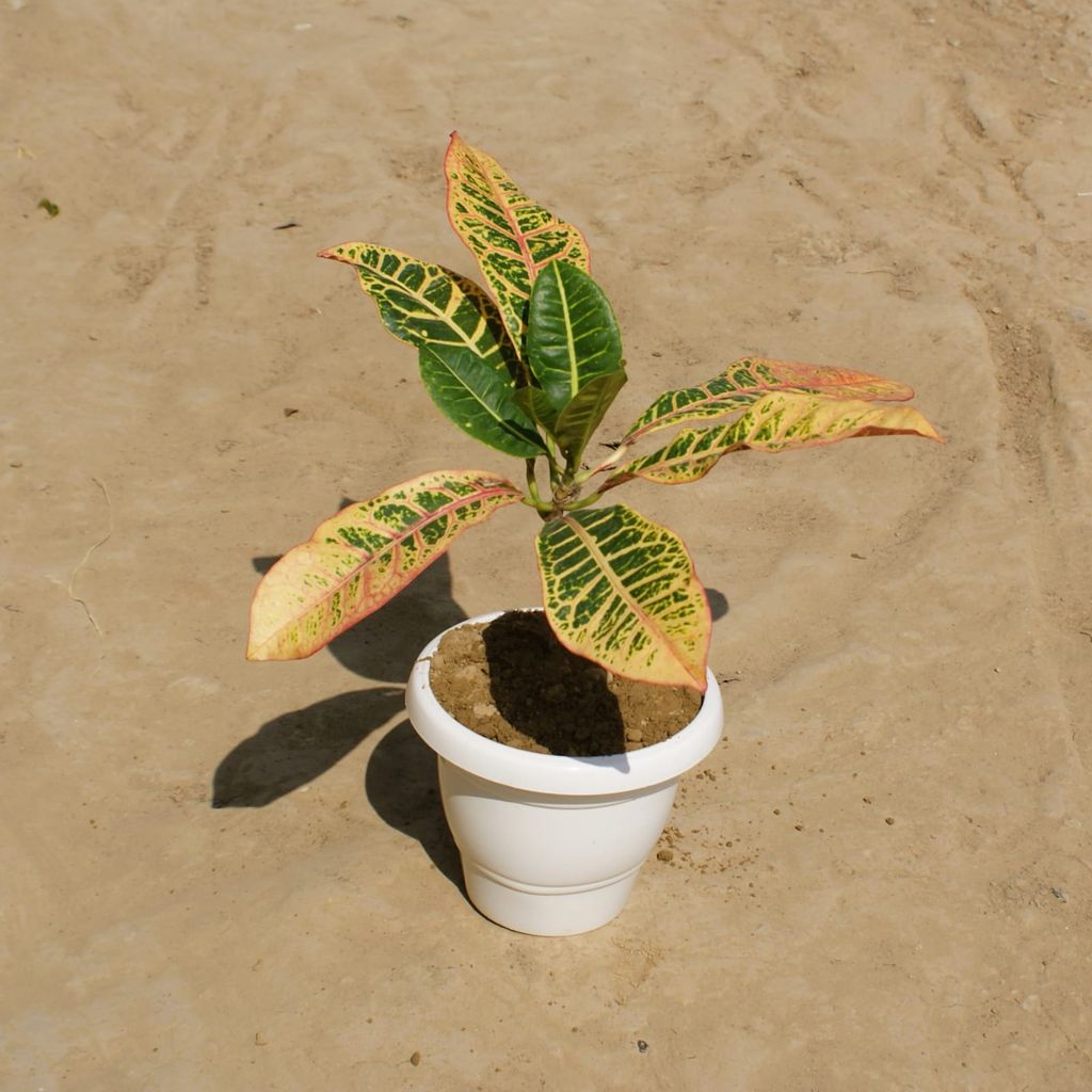 Croton Petra in 8 Inch Classy White Plastic Pot