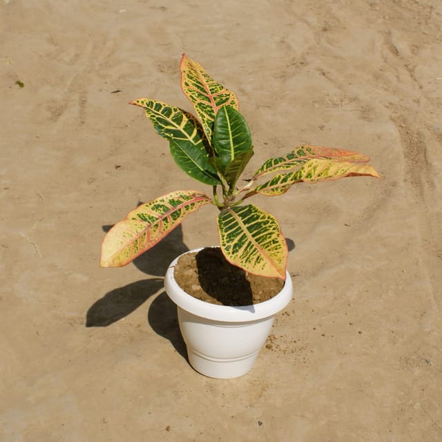 Croton Petra in 8 Inch Classy White Plastic Pot