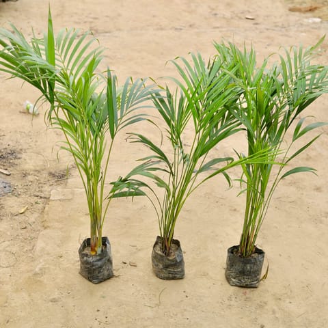 Set of 3 - Areca Palm (~ 2- 2.5 Ft) in 4 Inch Nursery Bag