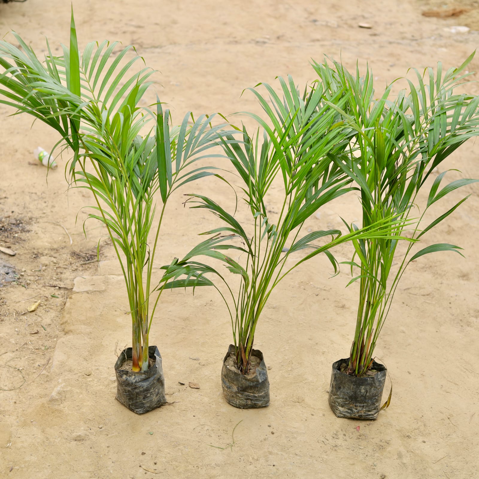 Set of 3 - Areca Palm (~ 2- 2.5 Ft) in 4 Inch Nursery Bag