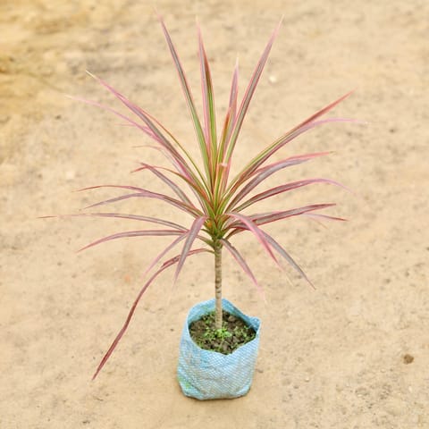 Dracaena Marginata Tricolour in 4 Inch Nursery Bag