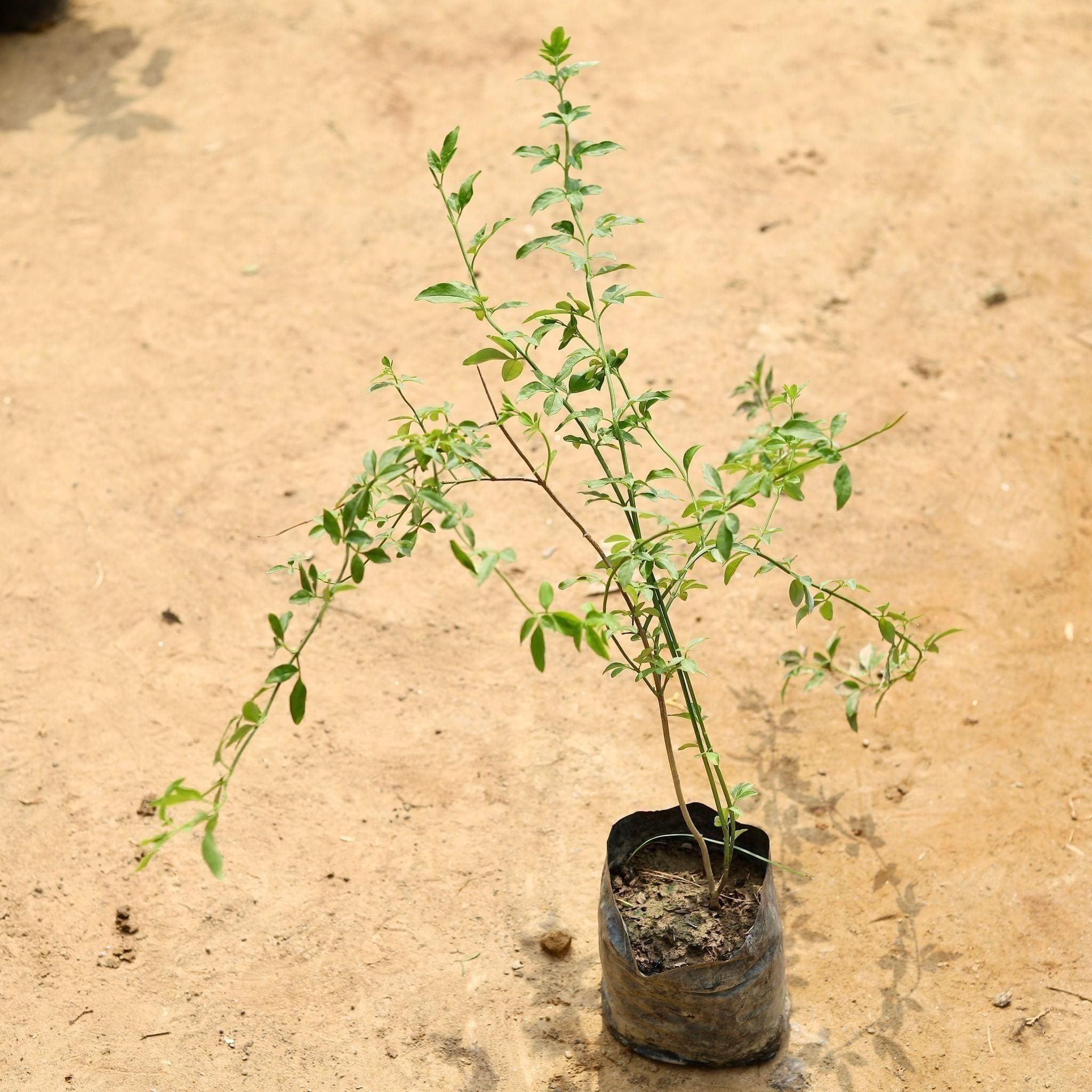 Chameli in 4 Inch Nursery Bag