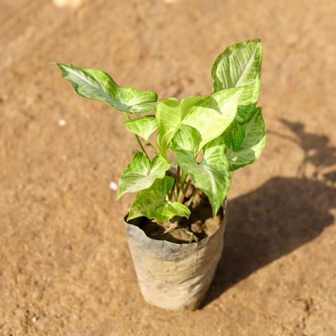 Syngonium Green in 4 Inch Nursery Bag