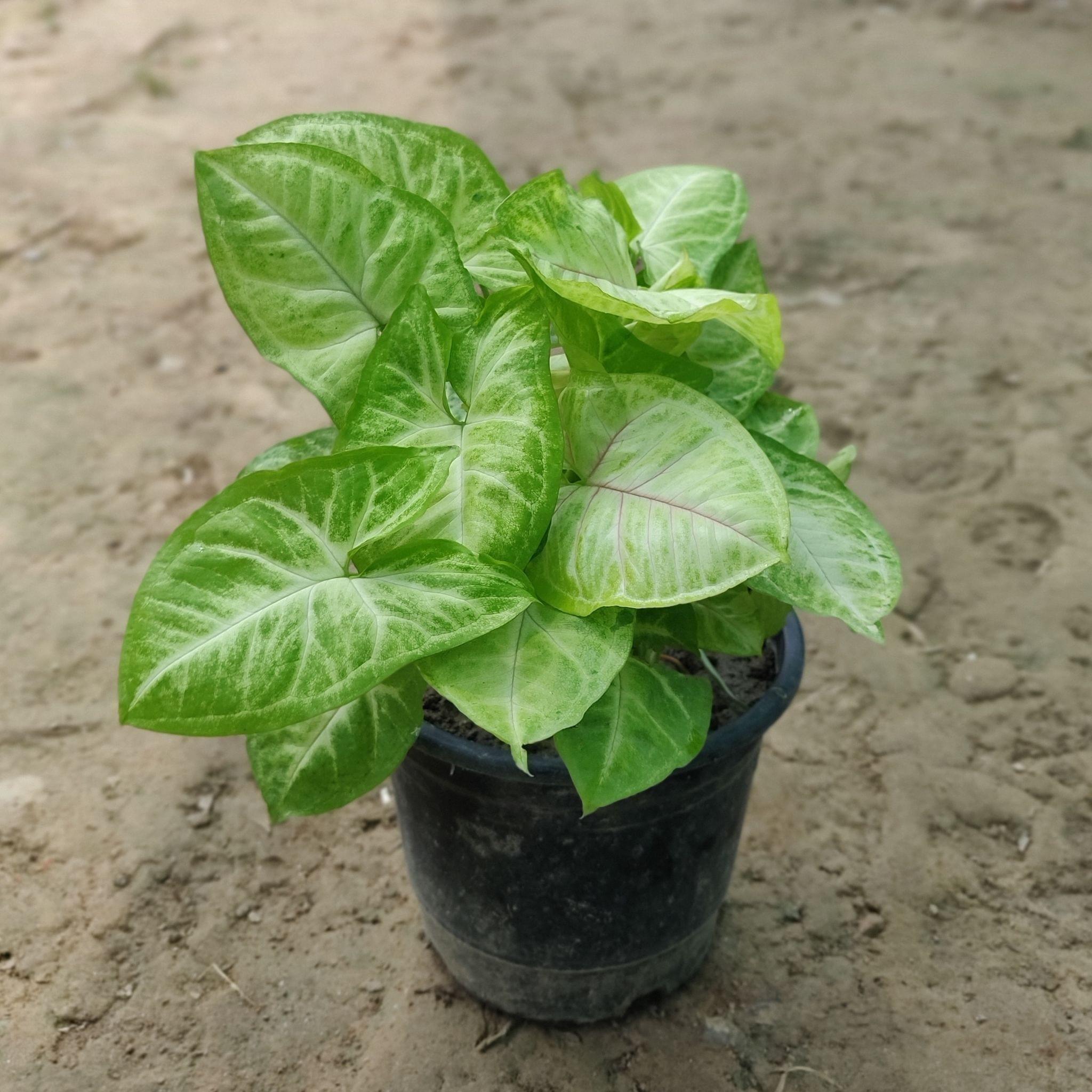 Syngonium Golden in 5 Inch Nursery Pot