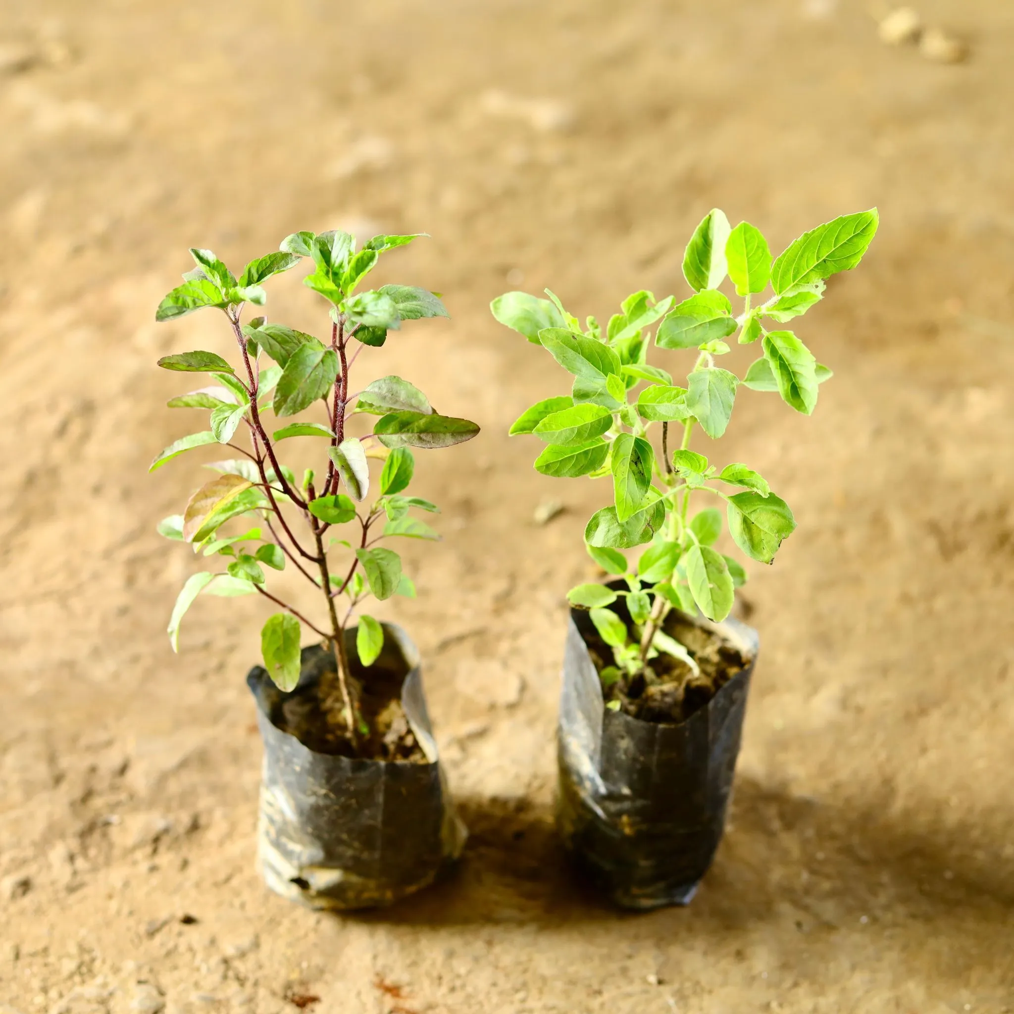 Set Of 2 - Rama And Shyama Tulsi in 3 Inch Nursery bag
