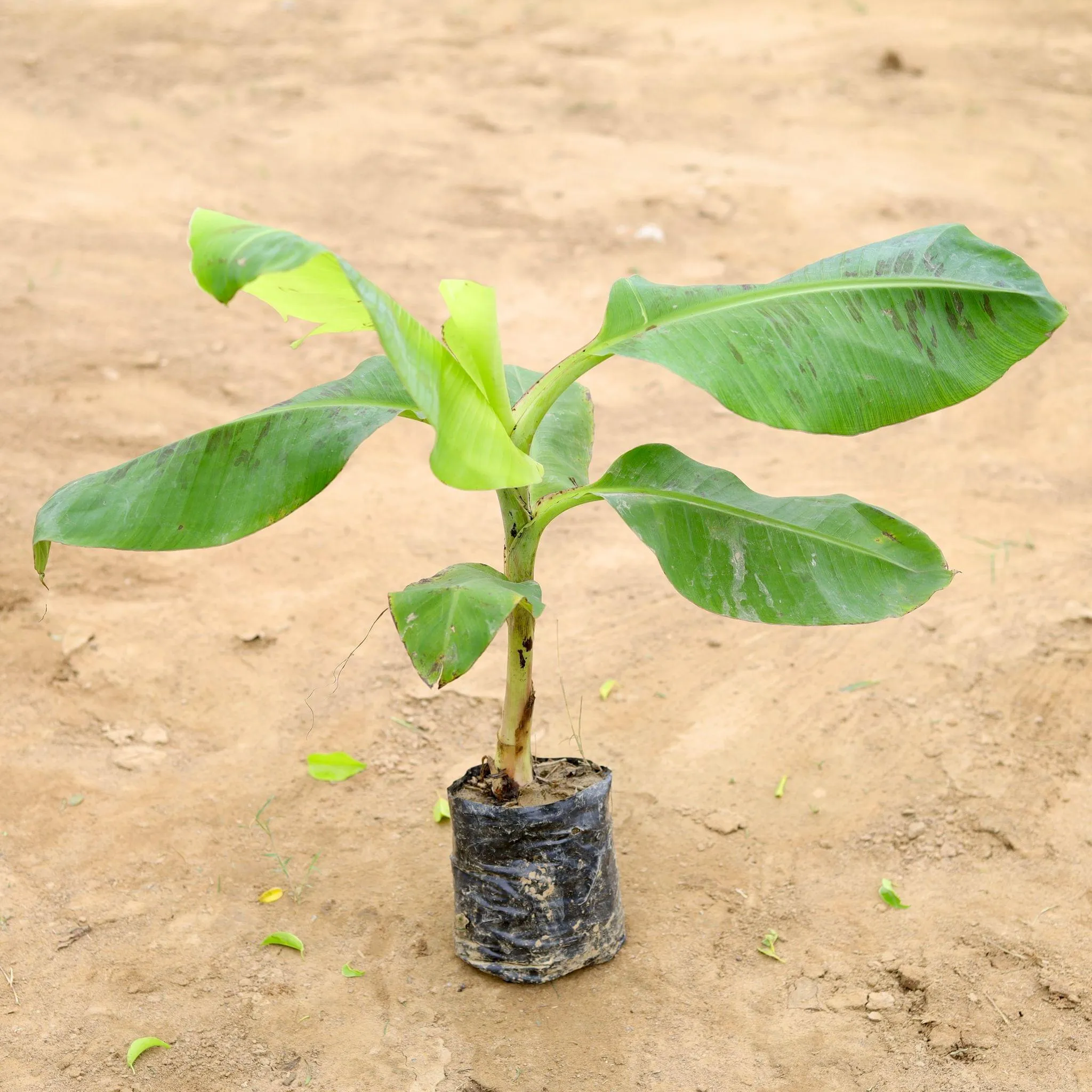 Banana Plant (~1-2 ft) in 8 Inch Nursery Bag