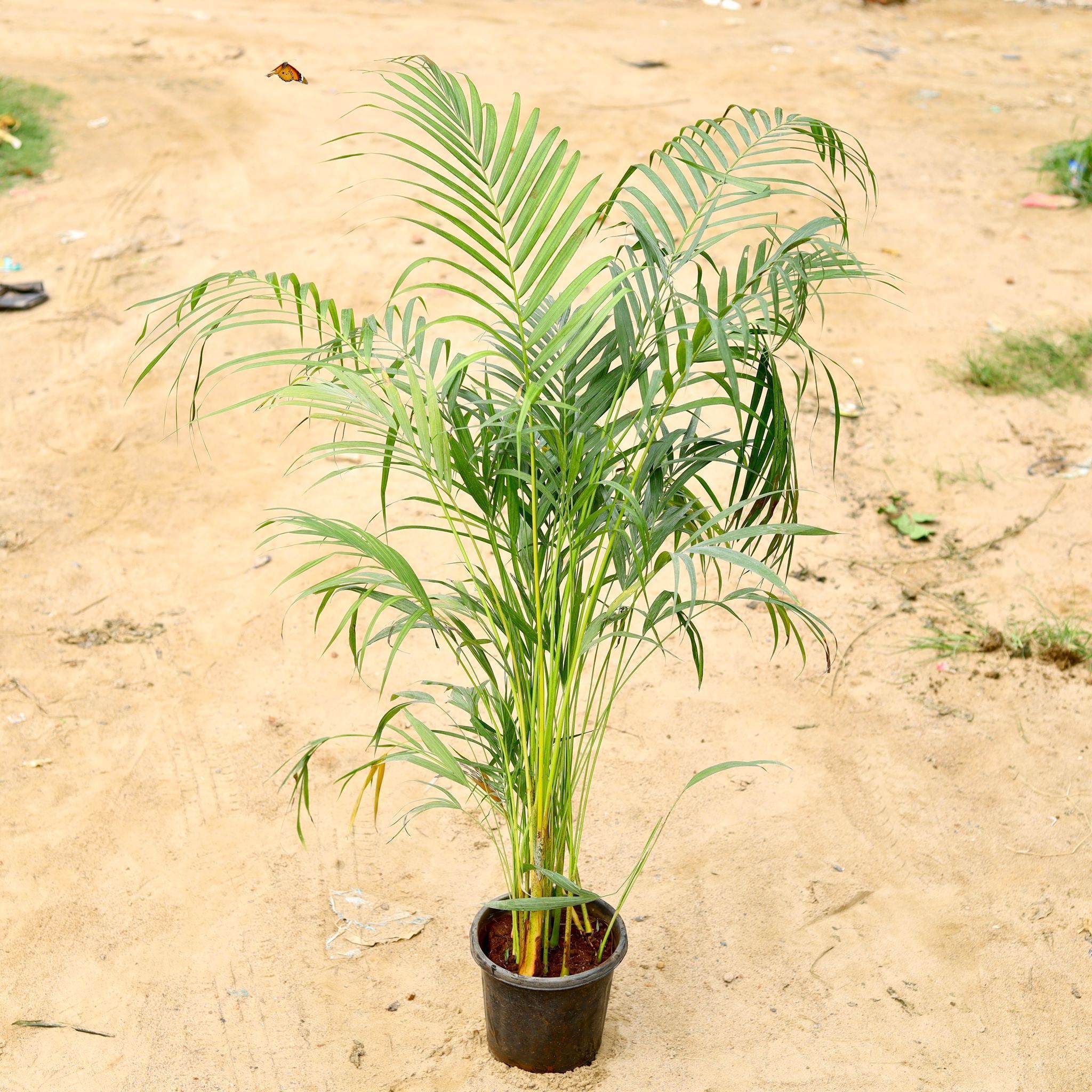 Areca Palm (~ 5 Ft) in 8 Inch Nursery pot