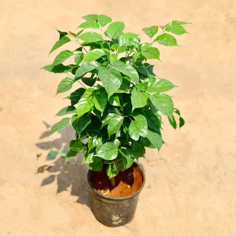 Radermachera / China Doll (~ 2.5 Ft) in 6 inch Nursery pot