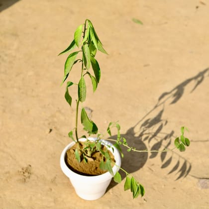 Buy Raat ki Rani / Night Blooming Jasmine  in 8 Inch Classy White Plastic Pot Online | Urvann.com
