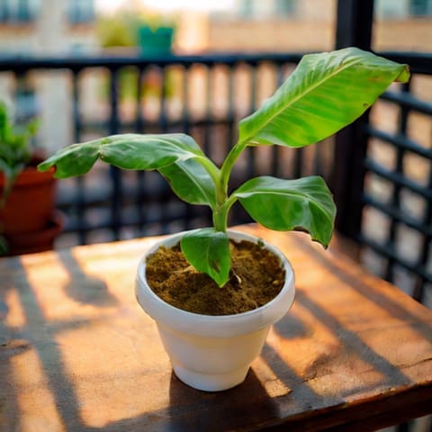 Banana / Kela Plant in 8 Inch White Classy Plastic Pot