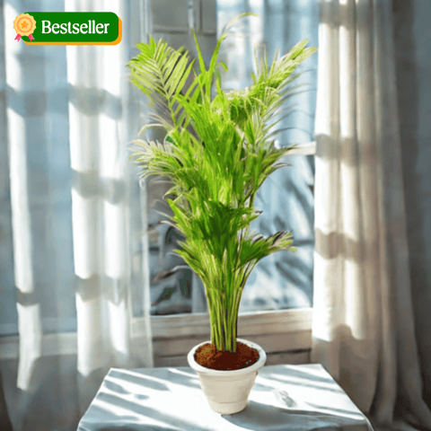 Areca Palm (~ 3Ft) in 10 Inch Classy White Plastic Pot - Air Purifying Special Indoor Plant